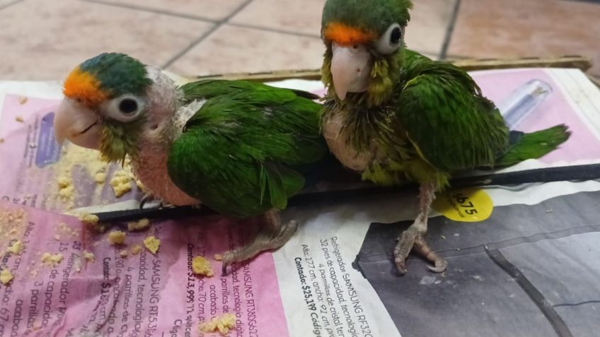 Detienen a presunto traficante de aves exóticas en Ecatepec, no tenían ventilación