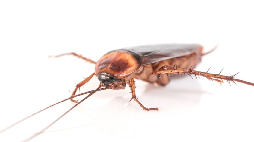 Supercucaracha en México: ¡cuidado! así es el insecto que se reproduce rápido y resiste a los químicos