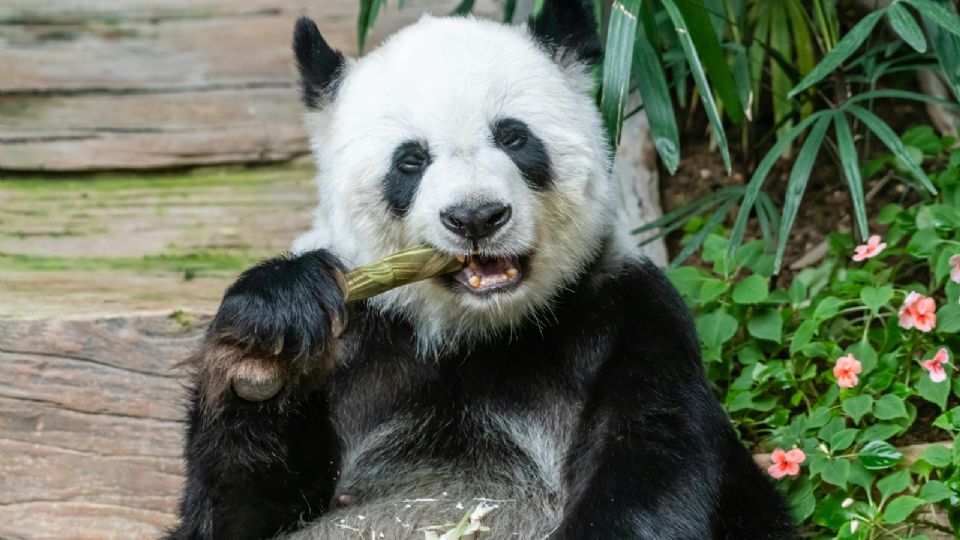 Xin Xin podría ser la última panda no china