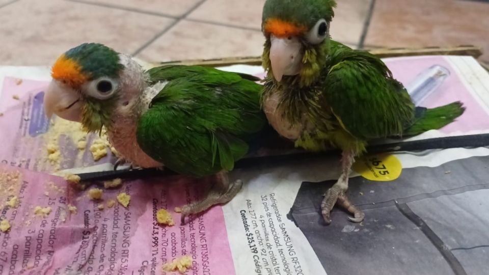 El detenido manifestó a los uniformados que su intención era comercializar las aves