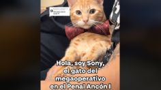 Sony, el gatito que de la cárcel saltó a la fama en TikTok