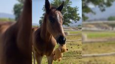 Caballo recién nacido enternece TikTok con su reacción al ver un peluche idéntico a él: VIDEO