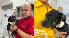 “Aria” la perrita baleada en Morelia sobrevive y ahora busca una familia