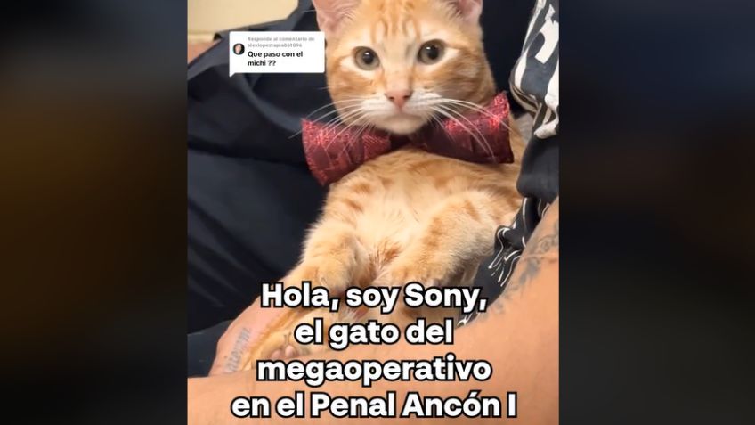 Sony, el gatito que de la cárcel saltó a la fama en TikTok