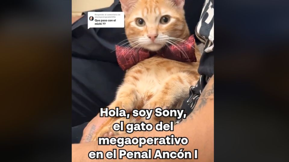 Sony, el gatito carcelero