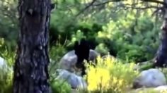 Pie grande: enorme y aterradora criatura es captada en VIDEO en un bosque