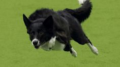 ¡Histórico! Por primera vez perrita mestiza gana premio del Kennel Club Dog Show