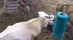 VIDEO | Una cuidadora entra triste al corral y los animales la consuelan