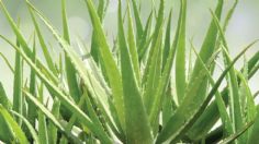 El significado de que crezca aloe vera en tu jardín que pocos conocen