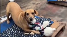 VIDEO: perritos rescatados de las inundaciones en Brasil reciben camas y osos de peluche