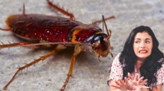 Cómo identificar a la cucaracha alemana, la plaga más resistente de 2024