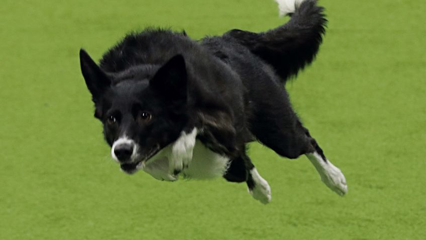 ¡Histórico! Por primera vez perrita mestiza gana premio del Kennel Club Dog Show