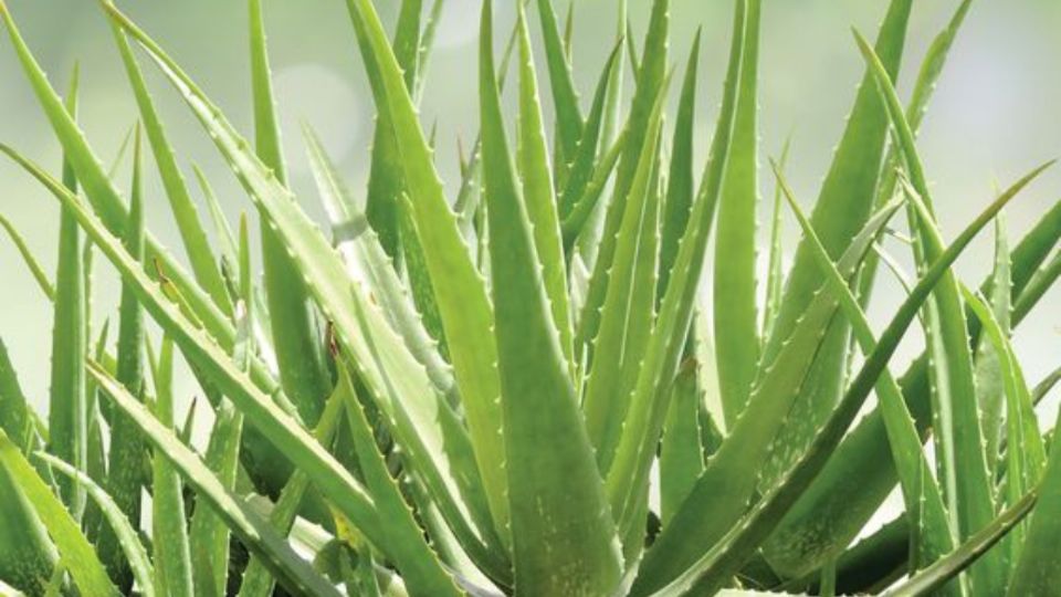 El significado de que crezca aloe vera en tu jardín que pocos conocen. Fuente: Pinterest