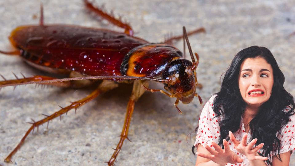 Cómo identificar a la cucaracha alemana, la plaga más resistente de 2024. Fuente: Canva