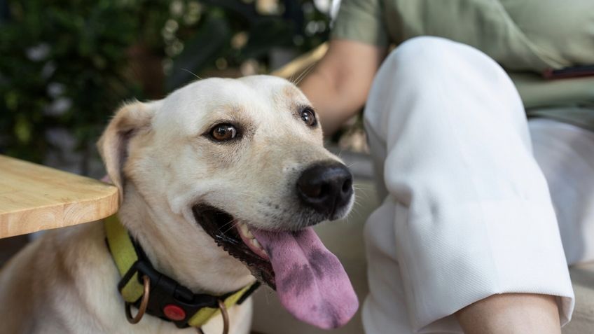 Perros: así debes ventilar tu casa en esta temporada para evitarle un golpe de calor en tus mascotas