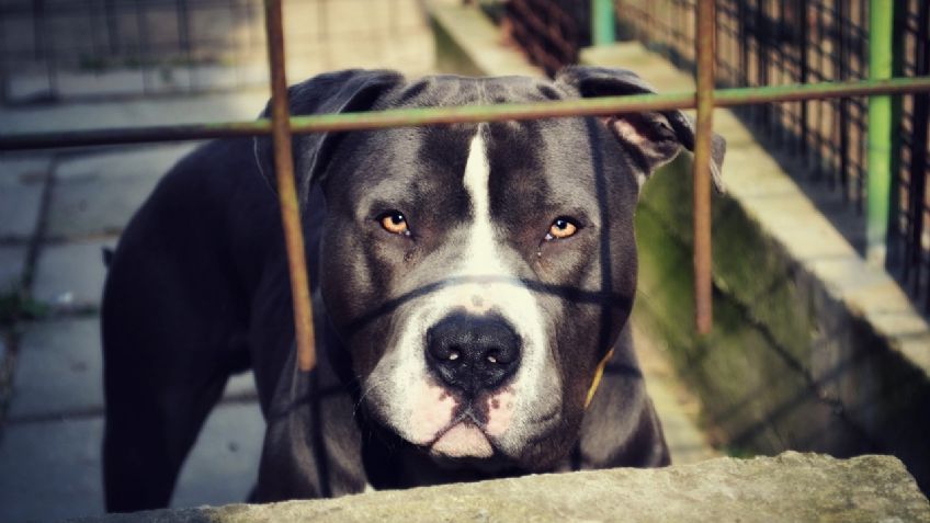 Pitbull ataca a tres niños en la Macroplaza de Monterrey cuando paseaban con sus padres