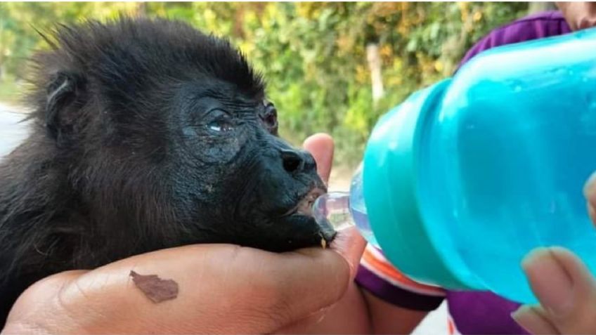 Piden denunciar muerte masiva de monos aulladores en Comalcalco, es una especie en peligro de extinción: ONG