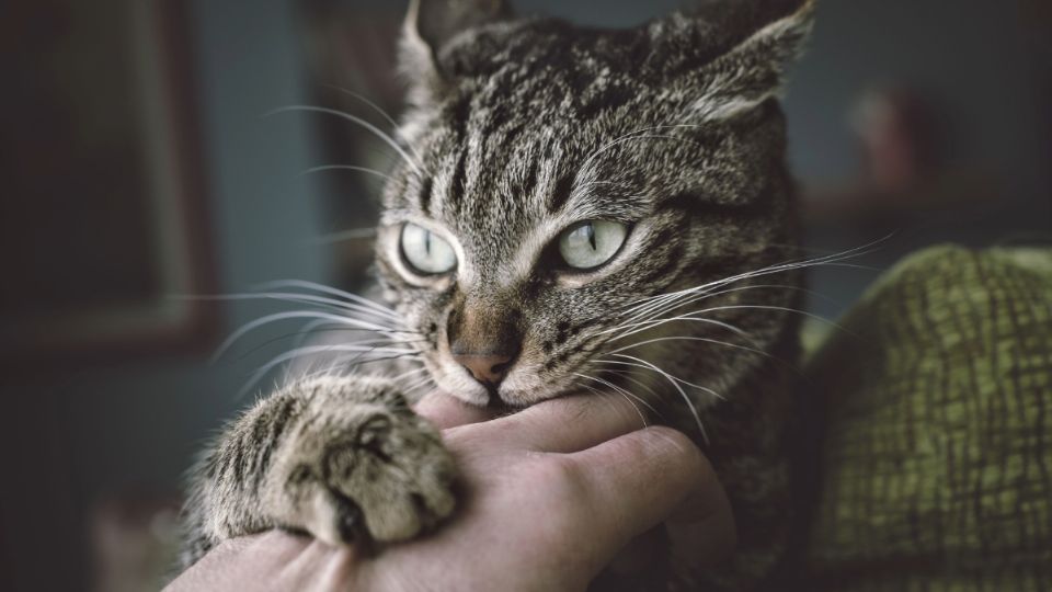 Por lo regular, el comportamiento agresivo en un gato es un síntoma de que algo no anda bien.