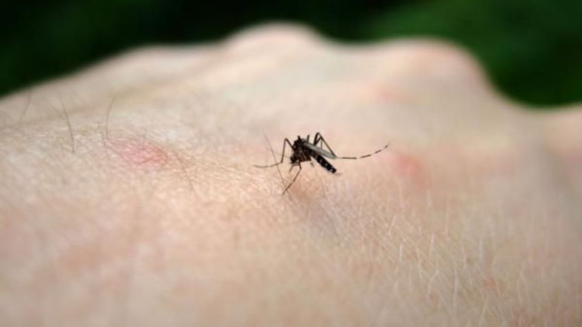 3 remedios caseros para aliviar los molestos piquetes de mosquitos