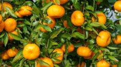 Aprende a sembrar un árbol de mandarina en maceta, según jardineros profesionales