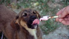 Snacks para perro: 3 recetas heladas para aliviar el calor de tus mascotas de manera deliciosa