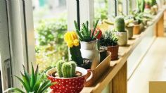 ¡Cuida tus plantas durante la canícula! Sigue estos consejos para que se mantengan preciosas