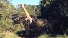 VIDEO: Al estilo de Jurassic Park, una jirafa persigue a turistas a bordo de una 4x4 en un safari