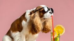 Mascotas: guía definitiva de 5 pasos para evitar que perros y gatos mueran en época de calor