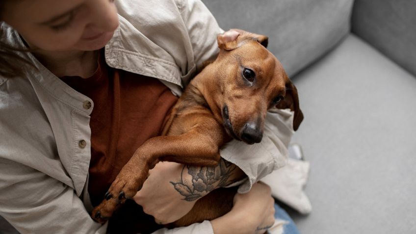 Mi perro está enfermo del estómago, ¿qué puedo hacer para curarlo?