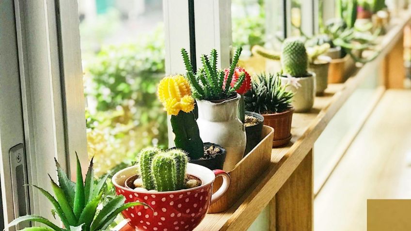 ¡Cuida tus plantas durante la canícula! Sigue estos consejos para que se mantengan preciosas