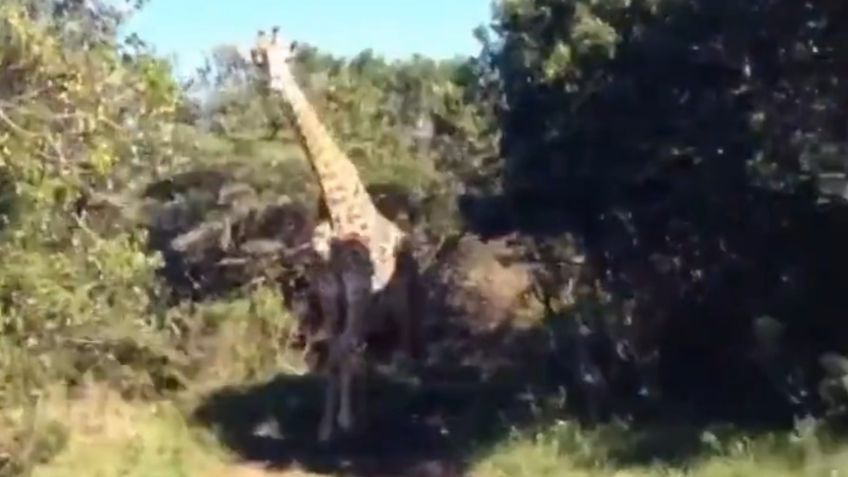 VIDEO: Al estilo de Jurassic Park, una jirafa persigue a turistas a bordo de una 4x4 en un safari