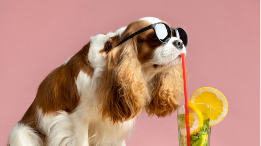 Mascotas: guía definitiva de 5 pasos para evitar que perros y gatos mueran en época de calor