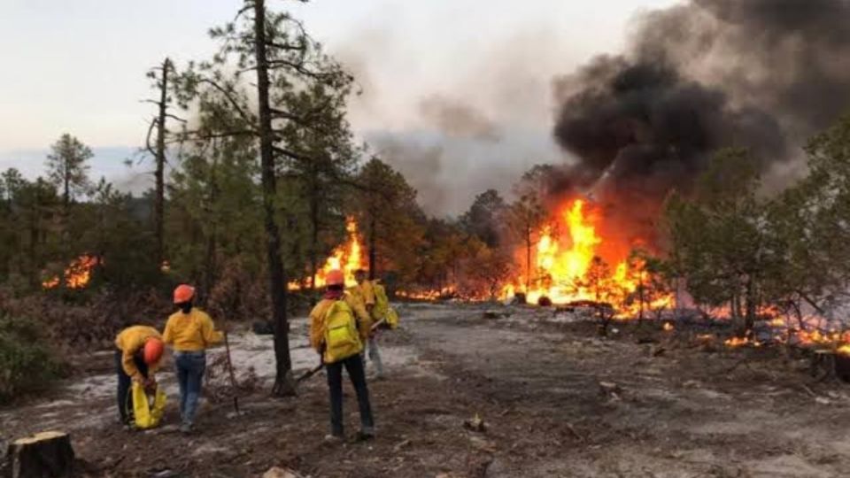 Los incendios han destruido múltiples hectáreas.