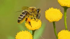 Algunos datos que quizá no sabías sobre las abejas