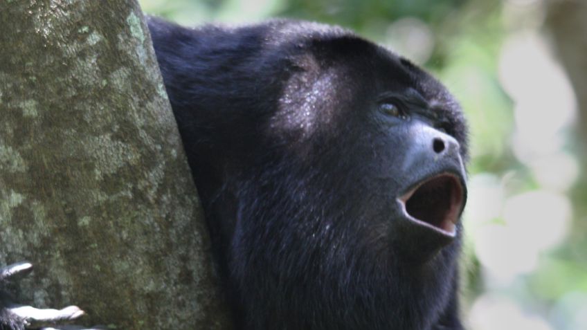 Piden donaciones para ayudar a monos aulladores muertos por el calor en Tabasco y Chiapas