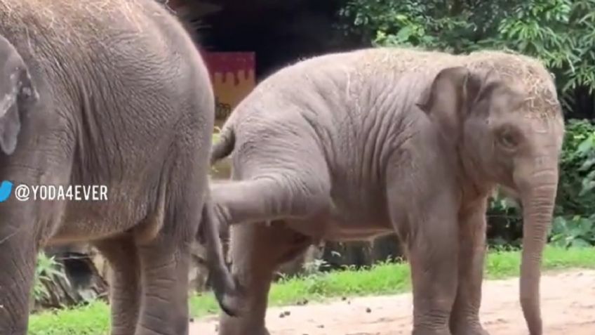 Este VIDEO de elefantes pateándose te hará el día, ¡es el más tierno!