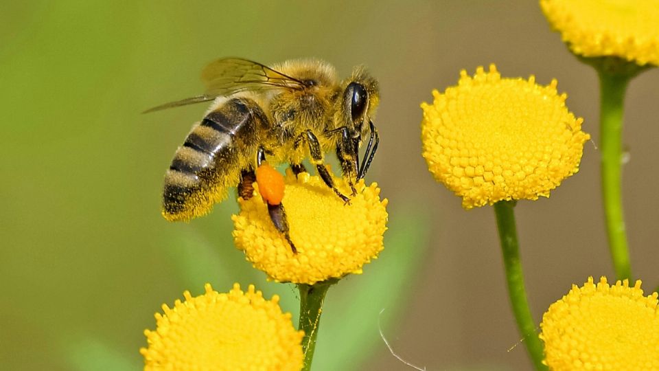 Las abejas son cruciales para mantener el equilibrio en la Tierra.