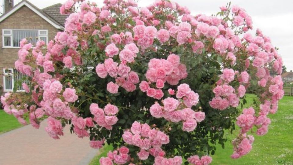 Con un sólo ingrediente de cocina, así puedes hacer que tus rosales estallen de flores en la temporada de calor. Fuente: Pinterest