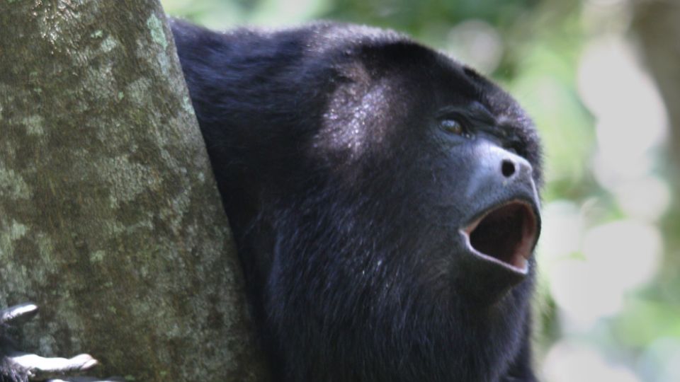 Los monos han muerto por golpe de calor.