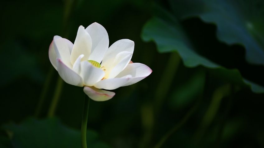 ¿Cómo cultivar la flor de Loto en casa? Sencillo truco a partir de semillas