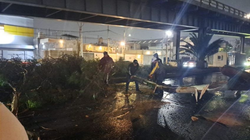 Lluvias y vientos fuertes derriban 17 árboles en Nezahualcóyotl