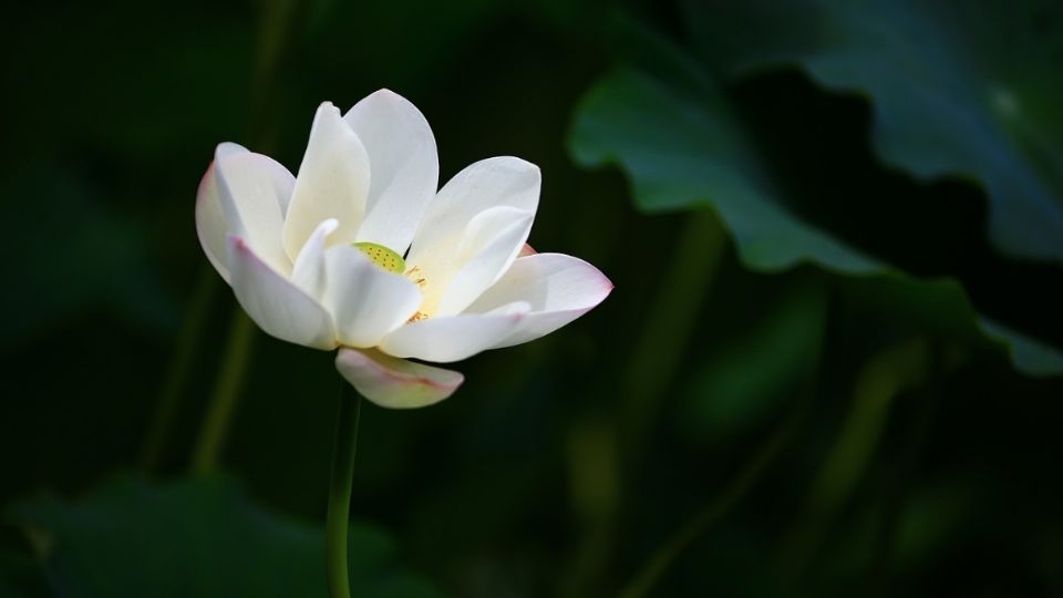 La flor de loto representa la paz, pureza y templanza