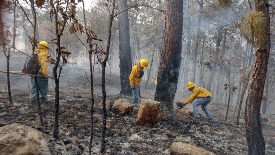 Se han reportado 8 incendios diarios en mayo