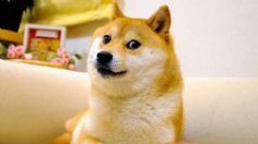 Muere la famosa perrita shiba inu, su imagen inspiró la creación de un meme y una criptomoneda