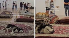 Acusan a exposición de maltratar perritos durante un performance: Museo Tamayo responde a la polémica