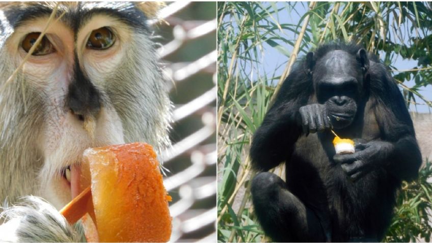 Animales de los zoológicos de la CDMX disfrutan de paletas y helados ante altas temperaturas