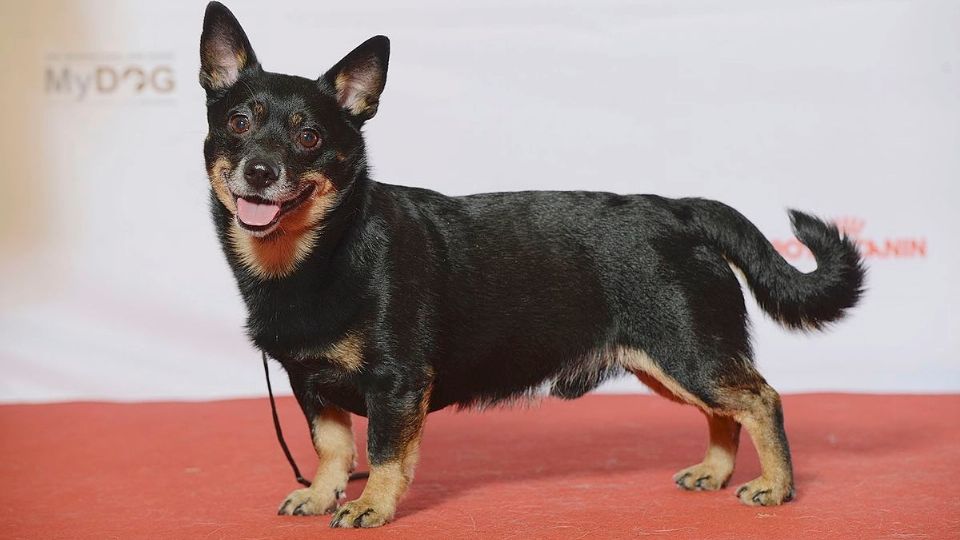 Según el estudio, el perro Lancashire Heeler es el más longevo.