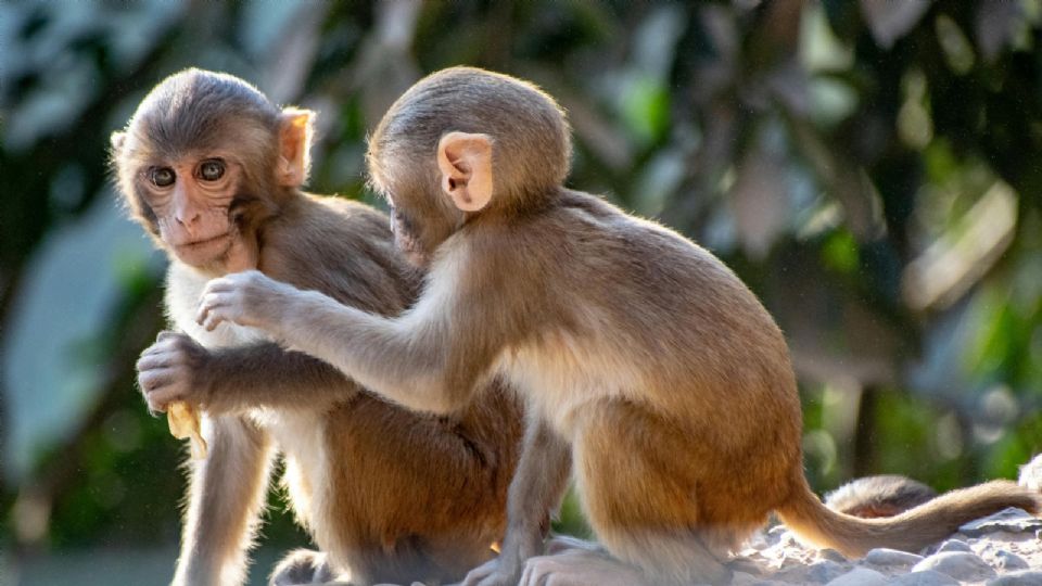 Los animales han caído muertos debido a las altas temperaturas