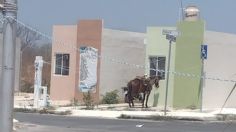 Maltrato animal: amarran a caballo en medio del calor que supera los 40º en Yucatán