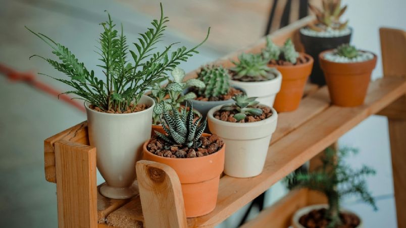 Este método hará que cambies tus plantas de forma segura.j